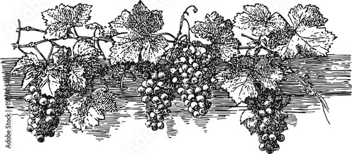 grapevine branch with clusters of grapes and leaves detailed botanical vintage illustration