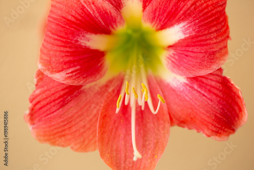 Red flower pistil and stamens showing pollen detail