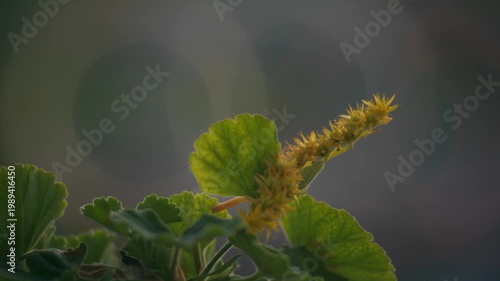 dettagli di natura in macro. con sfondo su
sfuocato