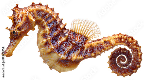 Ultra realistic HD seahorse swimming with textured body and tail curl, isolated on white background