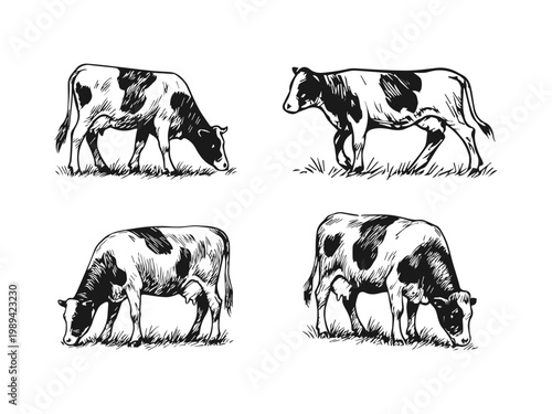 Simple hand drawn cow sketch, engraved farm animal drawing.