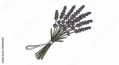 A bouquet of purple lavender sprigs tied with a white string
