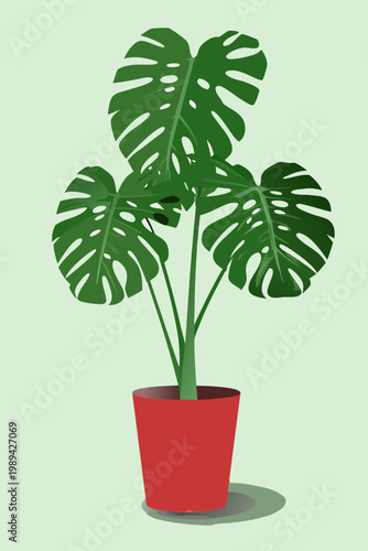 A vibrant monstera deliciosa plant in a bright red ceramic pot