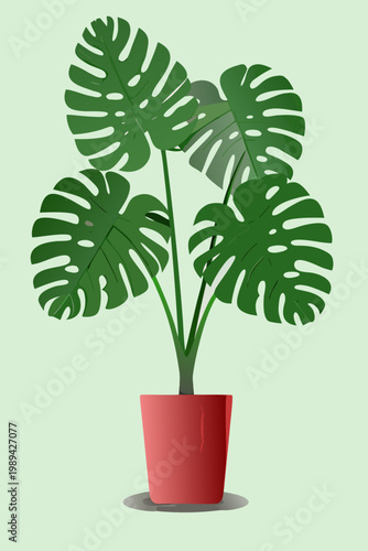 A vibrant monstera deliciosa plant in a red terracotta pot