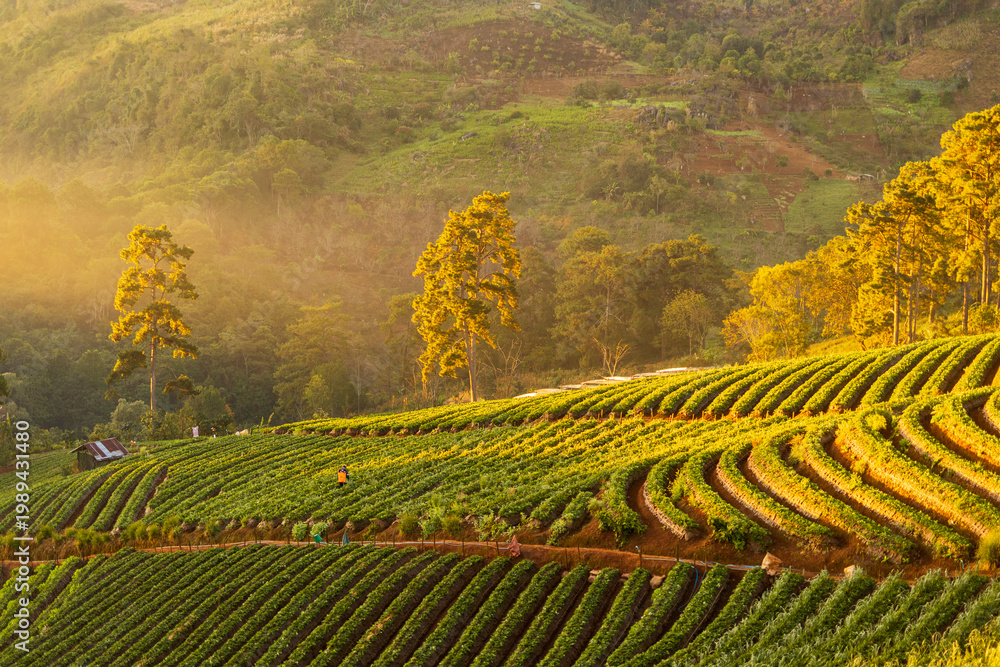 Fototapeta premium Rolling hills covered in lush green strawberry fields bathed in golden morning sunlight