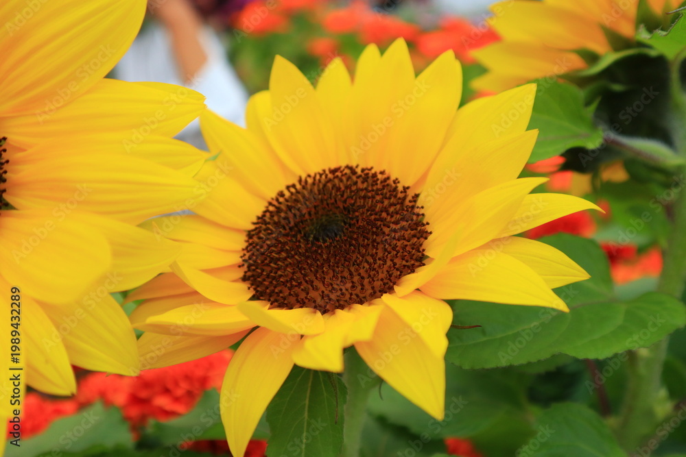 Obraz premium Beauty of a Flowers 