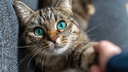 An angry tabby cat with piercing green eyes and striped fur expressing aggression or agitation
