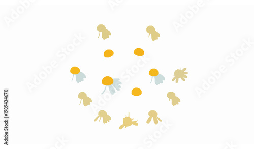 Chamomile daisy flower round set flat vector illustration minimal pastel floral icons isolated on white background