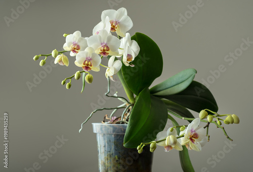 orchid pot, Phalaenopsis Aphrodite, flowers with buds, close-up,