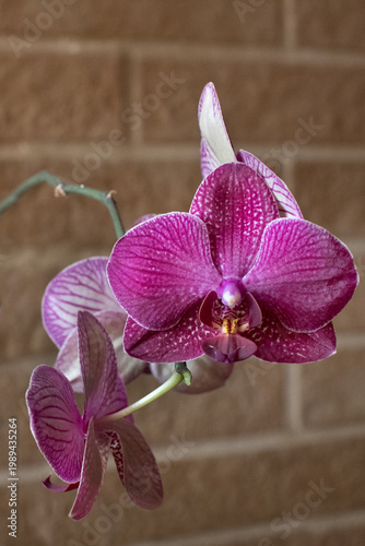 Phalaenopsis, patterned butterfly orchid