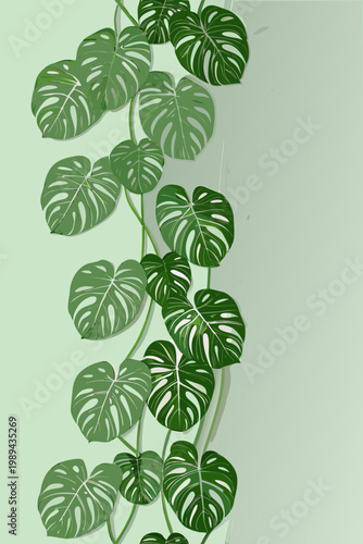 A vibrant monstera deliciosa vine cascades down a pale green background