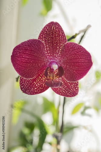 Kimono Red Phalaenopsis close-up on on the windowsil