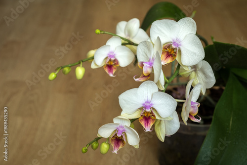 Phalaenopsis Aphrodite, flowers with buds on wooden floor, top view
