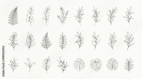 Collection of various fern leaf illustrations.
