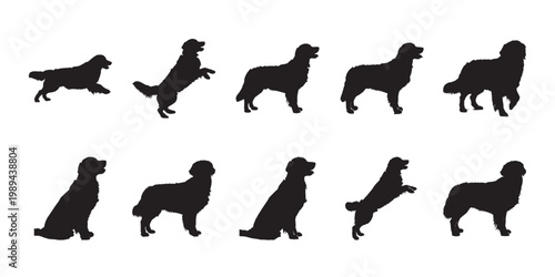Golden retriever profile vector. Black monochrome dog silhouettes in various standing and sitting poses for professional logo assets.