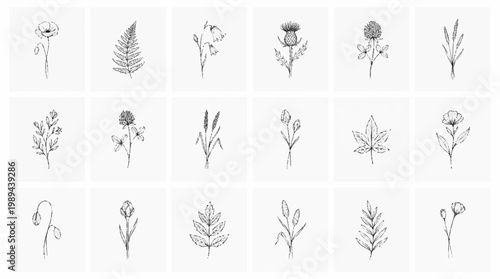Collection of various botanical line drawings of flowers and plants.