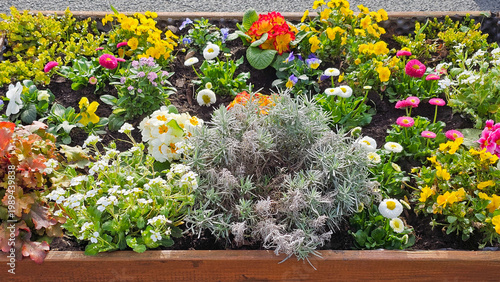 Vibrant spring flowers creating a colorful display in a raised garden bed