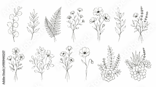 A collection of various botanical line drawings of flowers and plants.