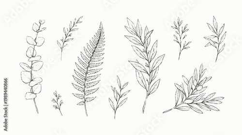 A collection of various leafy plant branches.