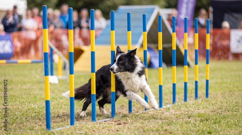 Border collie dog weaving through agility poles competition