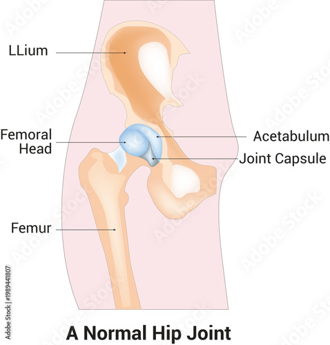 A Normal Hip Joint Science Design Vector Illustration Diagram