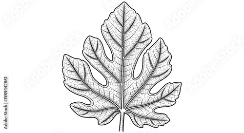 Detailed fig leaf illustration, hand-drawn sketch, botanical outline, black and white
