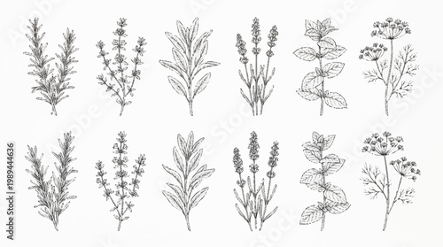 A collection of various plant species illustrated.