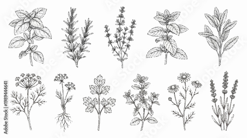 Collection of various herbs and flowers.