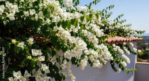 white flowers on a wall