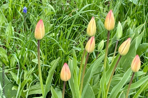 tulips in spring