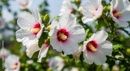 white hibiscus flowers with red centers