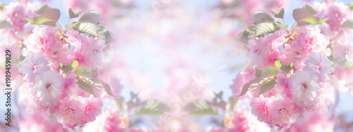 Japanese Sakura tree in full bloom, wide banner with flower with pink petals blooming in spring garden, mysterious fairy tale springtime floral dreamy background with cherry blossom.