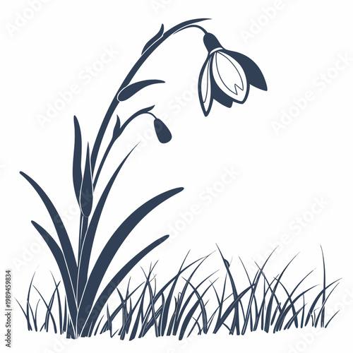 snowdrop silhouette on white background