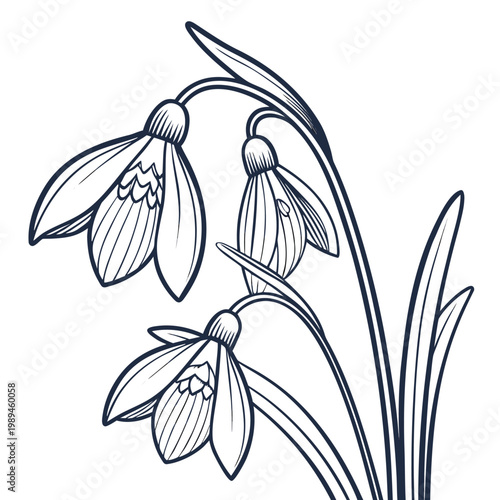 snowdrop vector