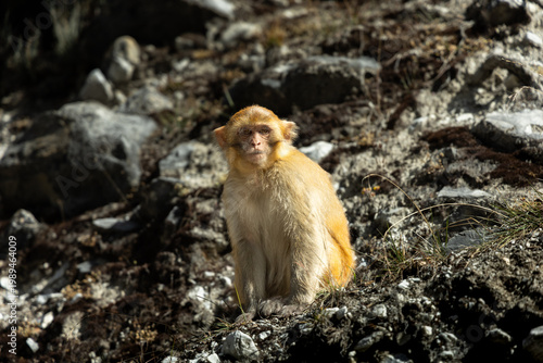 Photography A lone golden-haired monkey sits on the ground