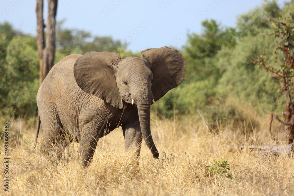 Obraz premium Afrikanischer Elefant / African elephant / Loxodonta africana