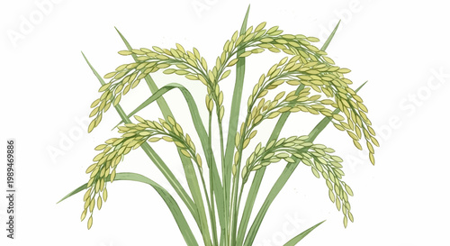 Illustration of mature rice stalks with golden-green grains and long leaves, depicting a healthy harvest against a white background.