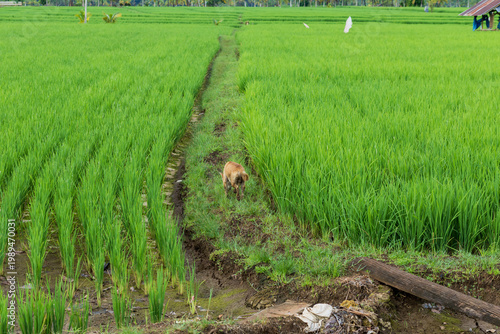 small brown dog walks along a narrow dirt path through a vibrant green rice field in summer