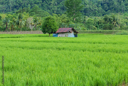 simple wooden farm hut stands peacefully in the middle of a vast tropical green rice plantation