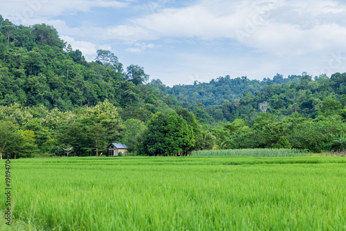 Scenic view of a green paddy field with a small house nestled against a lush forested mountain range
