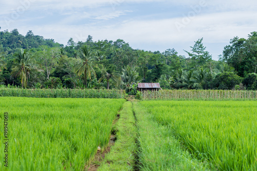 Traditional agriculture landscape featuring rice fields, vegetable patches, and a small rustic hut in the peaceful countryside