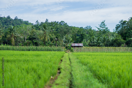 Traditional agriculture landscape featuring rice fields, vegetable patches, and a small rustic hut in the peaceful countryside