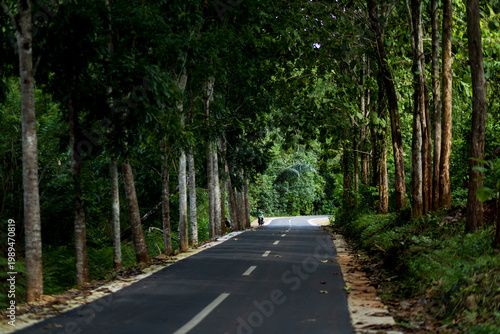 quiet asphalt road winds through a lush green forest with tall trees providing cooling natural shade