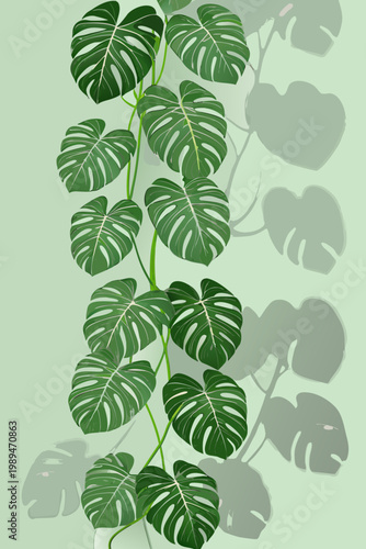 A vibrant monstera deliciosa plant with deeply fenestrated leaves cascades downwards