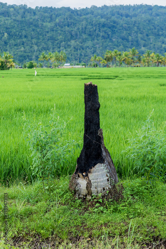 charred and burnt tree stump remains standing as a stark contrast at the edge of a flourishing rice field