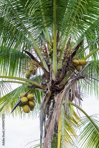 Low angle view of a coconut tree crown filled with clusters of ripening fruits and green leaves