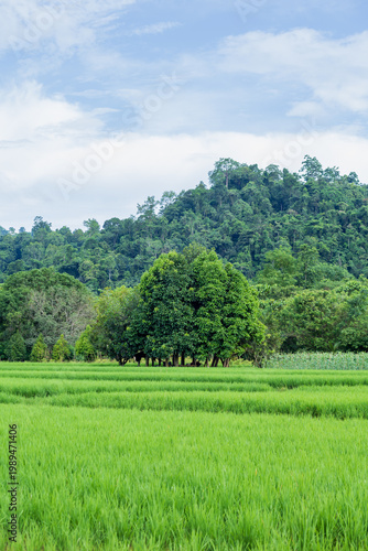 vast expanse of lush green rice paddy fields with a large green tree under a cloudy sky