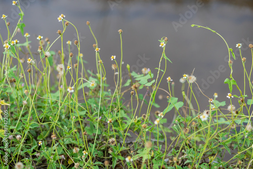 delicate closeup of wild coatbutton flowers with a blurred water background in a tranquil natural setting.