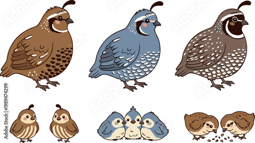 Collection of Quail and Quail Chick Designs, Featuring Various Poses, Colors, and Family Interactions