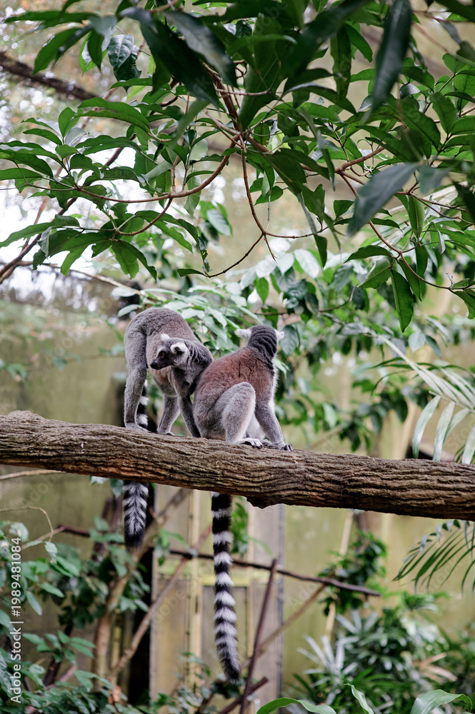 Fototapeta premium Two ring-tailed lemurs sitting on tree branch surrounded by lush greenery in tropical enclosure.
